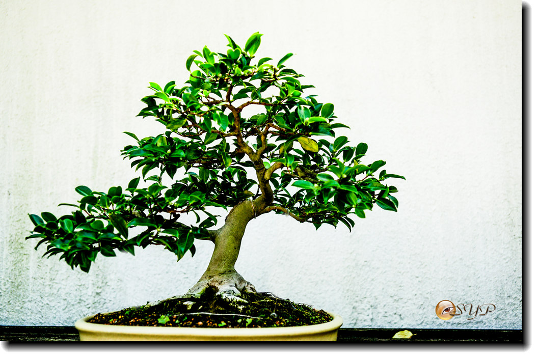 DSC03009a_.jpg
