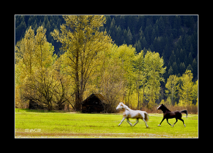 Spring and Horses.jpg