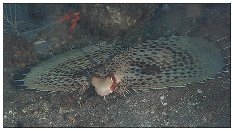 psb (30).jpg