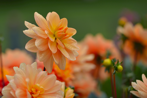DSC_2338_.png