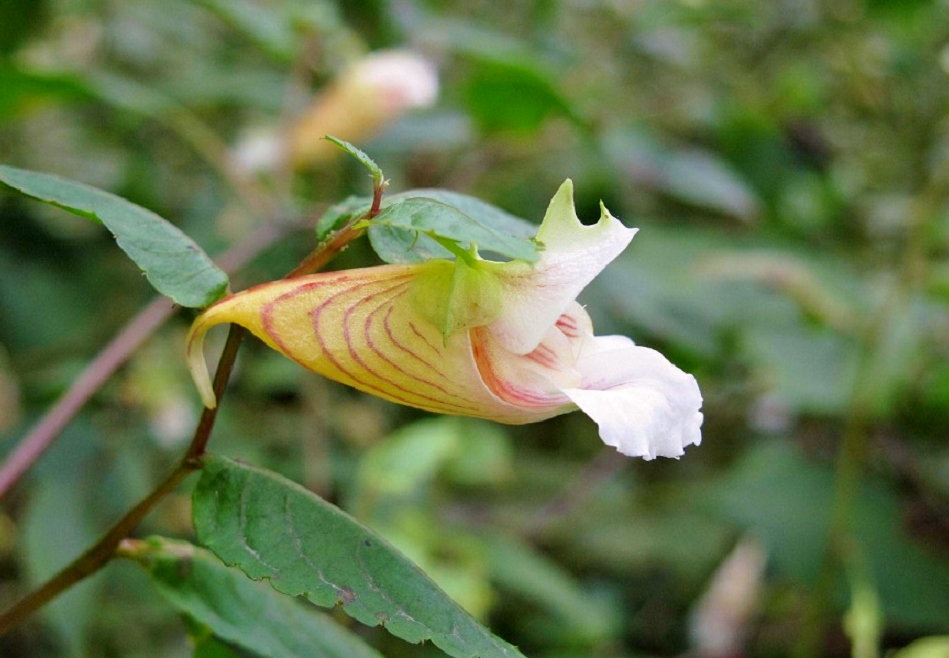 20110525062702.jpg