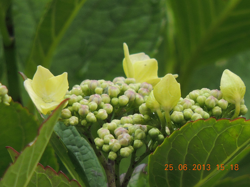 flower 006_.jpg