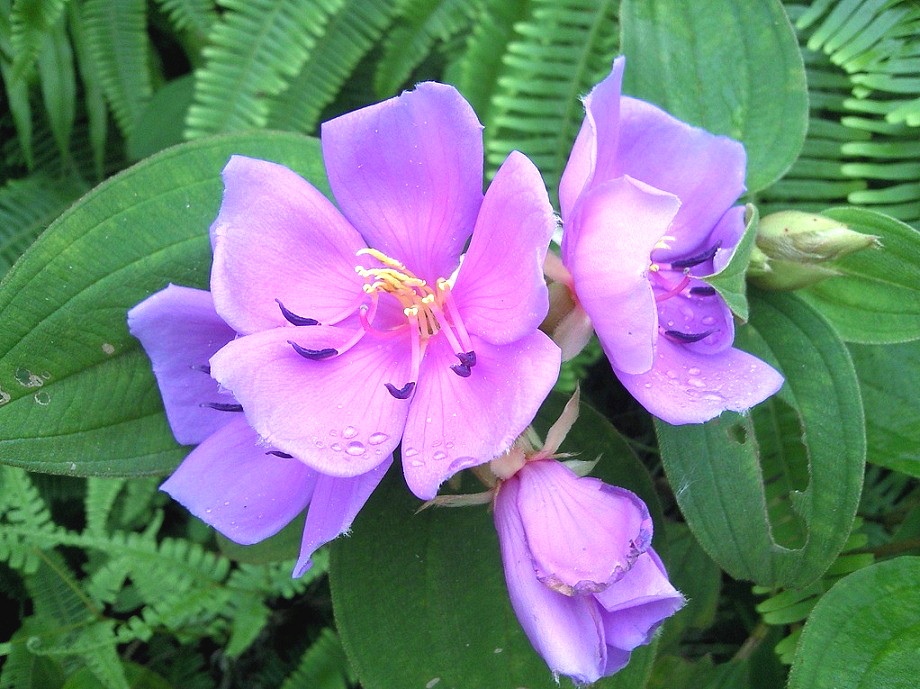 Ƭ-0041.jpg