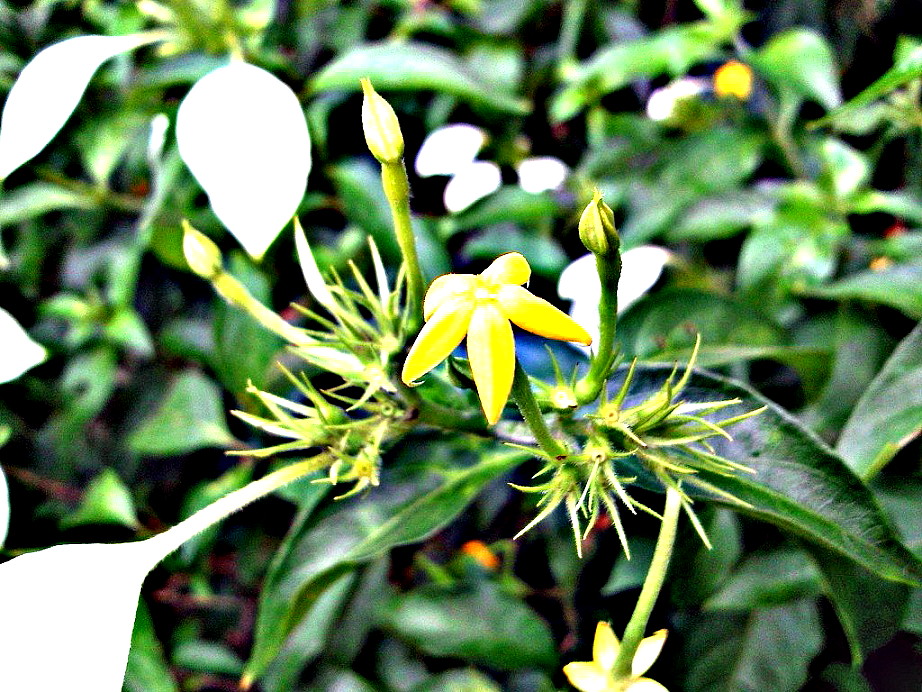 Ƭ-0035.jpg