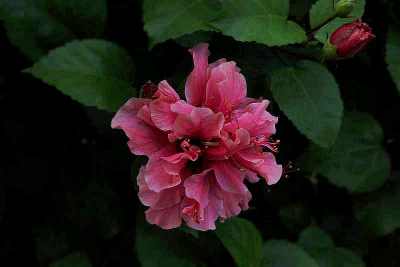 ��ɽ��ʯ�ո�2012.11. 199.jpg