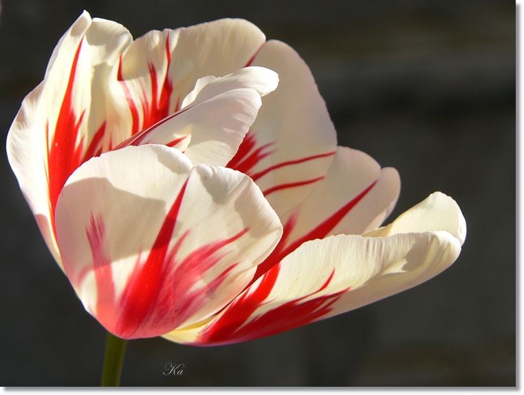 flowers 03-10-13&nbsp;&nbsp;tulips and leaves 365.jpg