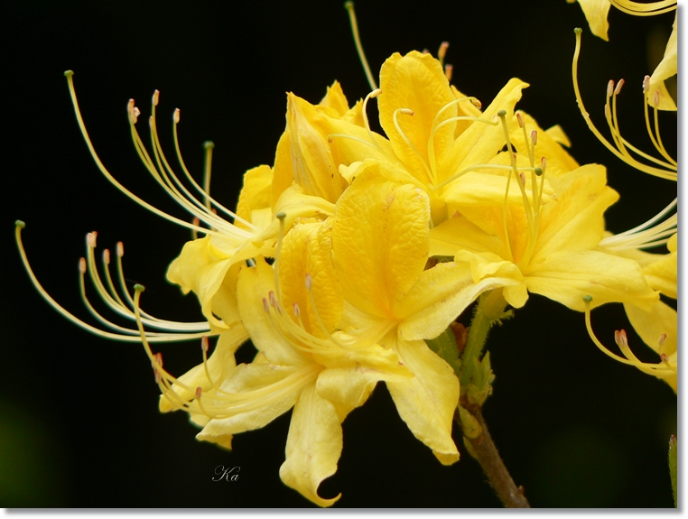 flowers 17-10-13 095.jpg