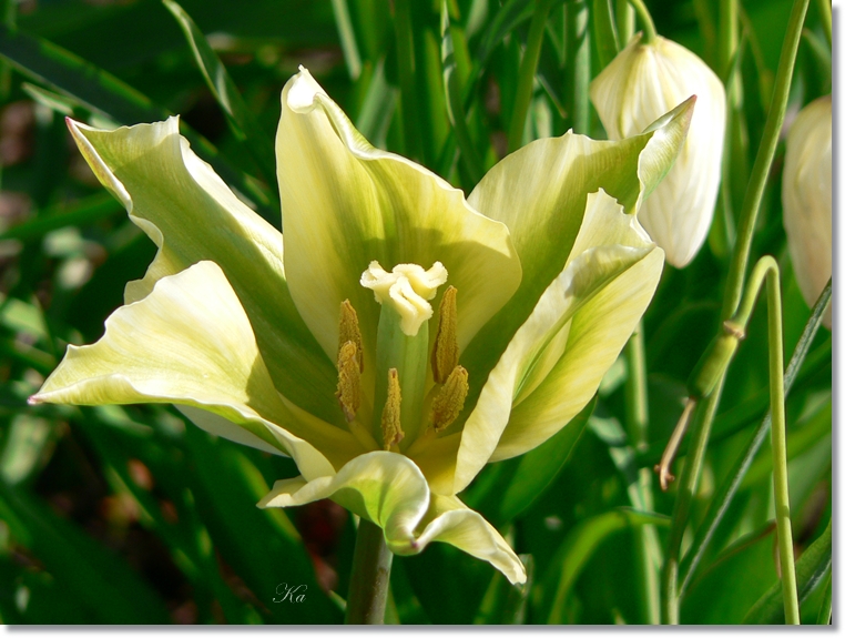 flowers 03-10-13&nbsp;&nbsp;tulips and leaves 299.jpg