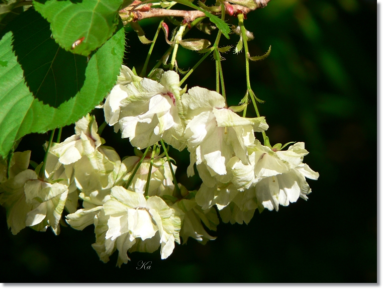 flowers 17-10-13 011.jpg