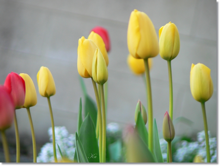 flowers 03-10-13&nbsp;&nbsp;tulips and leaves 272.jpg