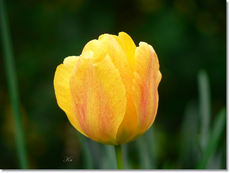 flowers 06-10-13&nbsp;&nbsp;tulips and leaves 295.jpg