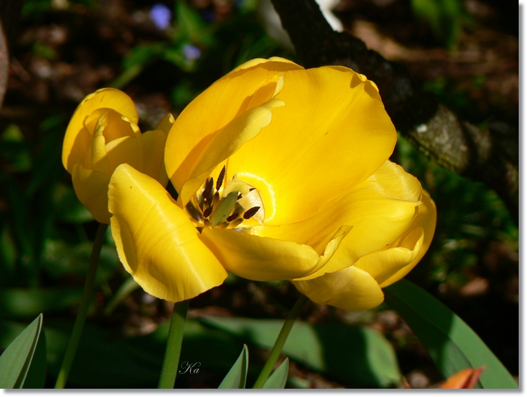 flowers 03-10-13&nbsp;&nbsp;tulips and leaves 482.jpg