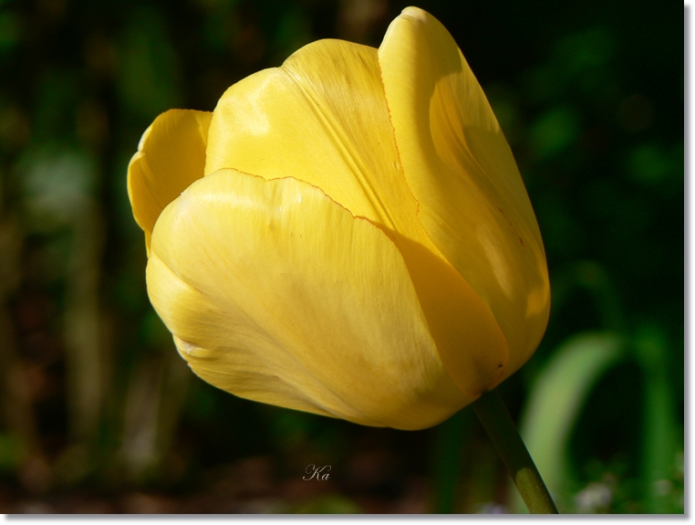 flowers 03-10-13&nbsp;&nbsp;tulips and leaves 475.jpg