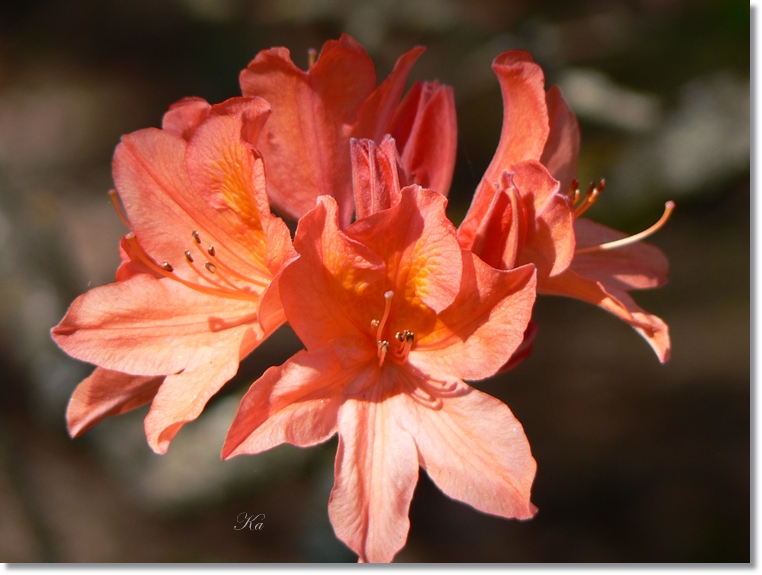 flowers 26-09-13 663.jpg