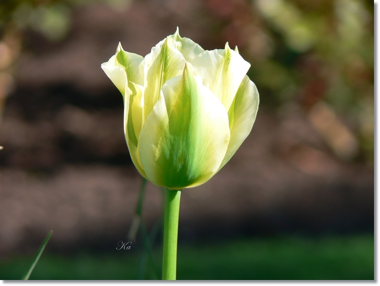 flowers 03-10-13&nbsp;&nbsp;tulips and leaves 285.jpg