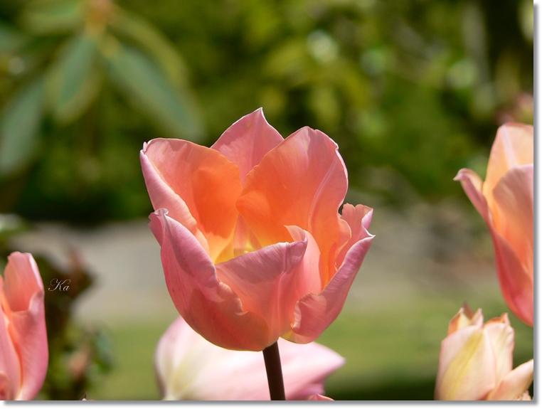 flowers 26-09-13 277.jpg