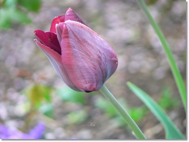 flowers 06-10-13&nbsp;&nbsp;tulips and leaves 185.jpg