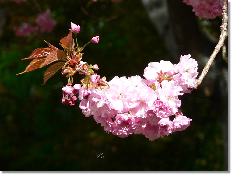 flowers 10-10-13 241.jpg