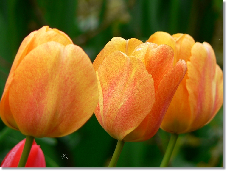 flowers 06-10-13&nbsp;&nbsp;tulips and leaves 088.jpg