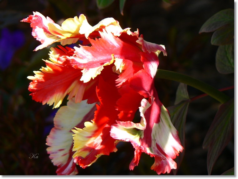 flowers 03-10-13&nbsp;&nbsp;tulips and leaves 382.jpg