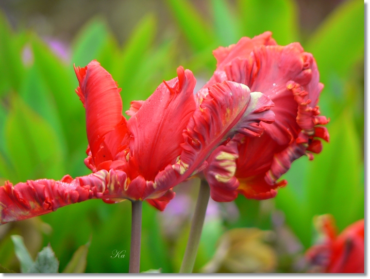 flowers 06-10-13&nbsp;&nbsp;tulips and leaves 249.jpg