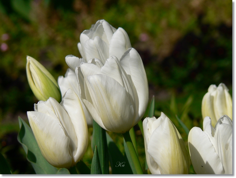 flowers 26-09-13 327.jpg