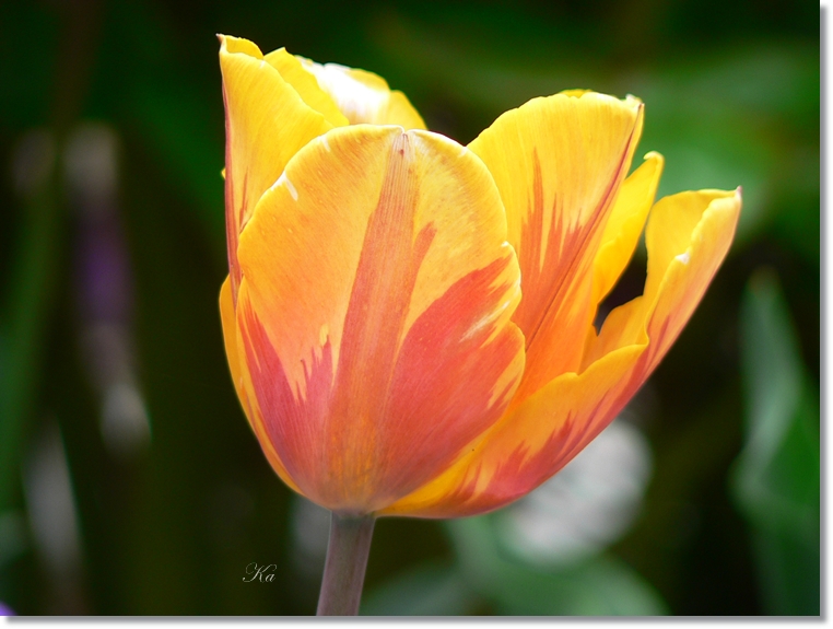 flowers 06-10-13&nbsp;&nbsp;tulips and leaves 176.jpg