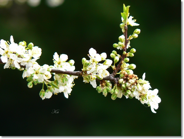 flowers 05-09-13 061.jpg