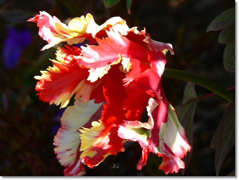 flowers 03-10-13&nbsp;&nbsp;tulips and leaves 381.jpg