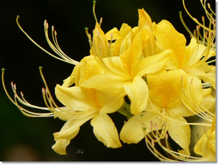 flowers 17-10-13 089.jpg