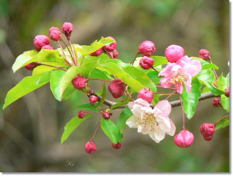 flowers 10-10-13 165.jpg