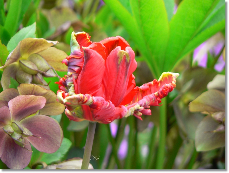 flowers 06-10-13&nbsp;&nbsp;tulips and leaves 244.jpg