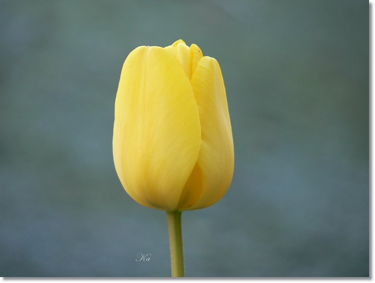 flowers 03-10-13&nbsp;&nbsp;tulips and leaves 270.jpg