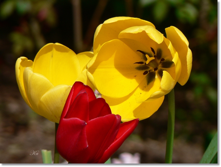 flowers 26-09-13 188.jpg