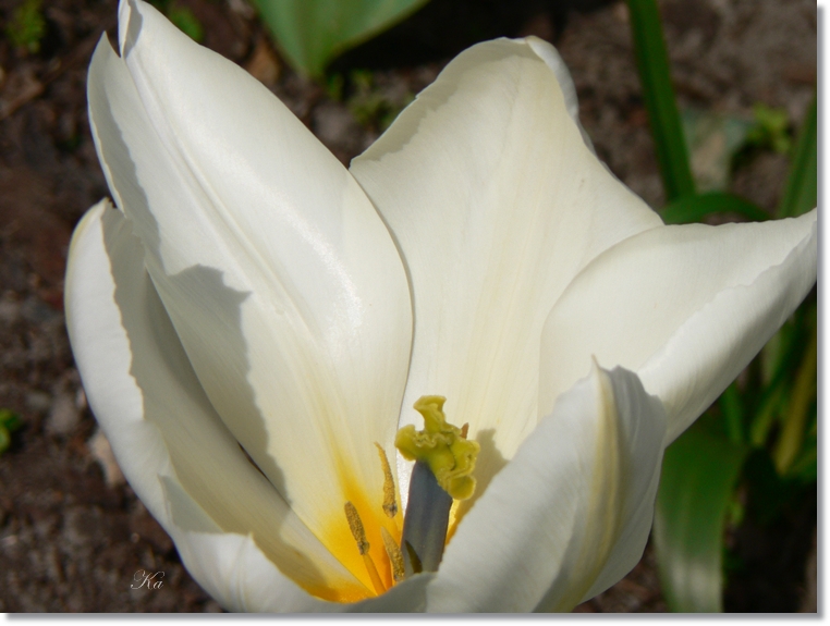 flowers 26-09-13 207.jpg