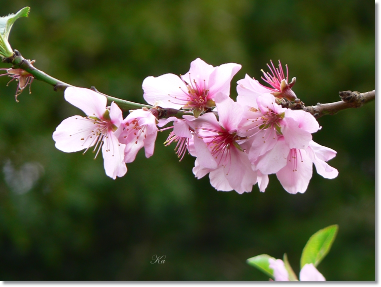 flowers 05-09-13 047.jpg