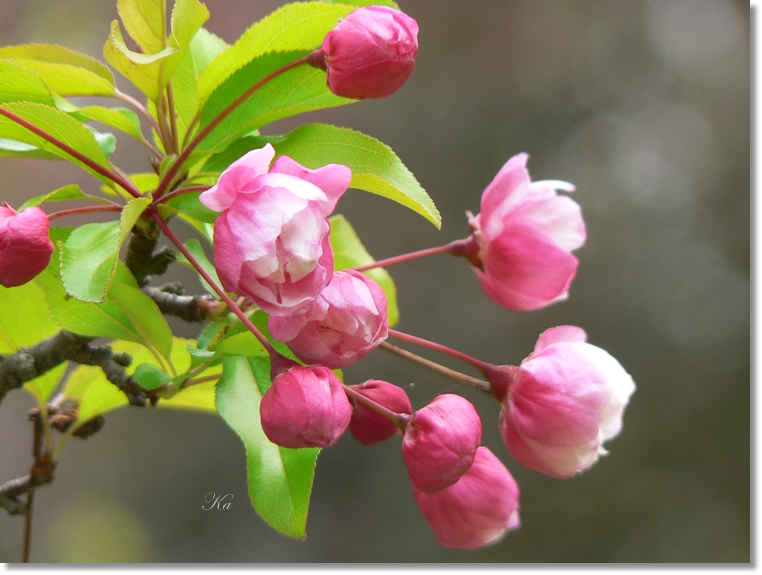 flowers 10-10-13 170.jpg