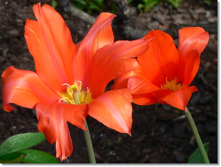 flowers 26-09-13 255.jpg