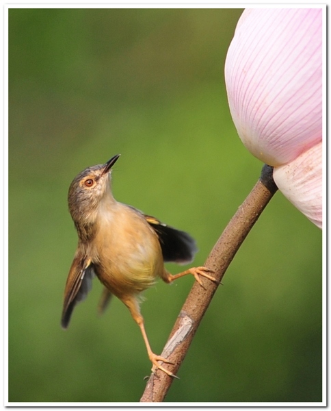 ��Ƭ 1095521.jpg