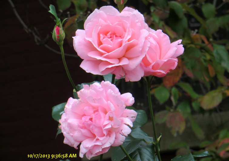 IMG_0001_5562.jpg
