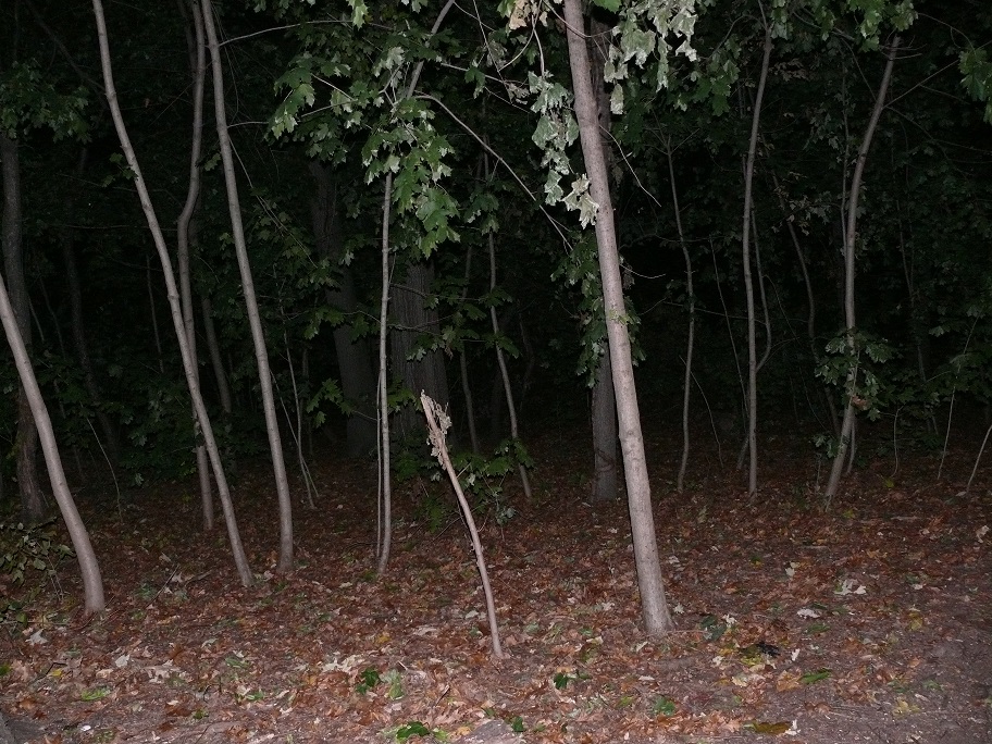 L1070880.JPG