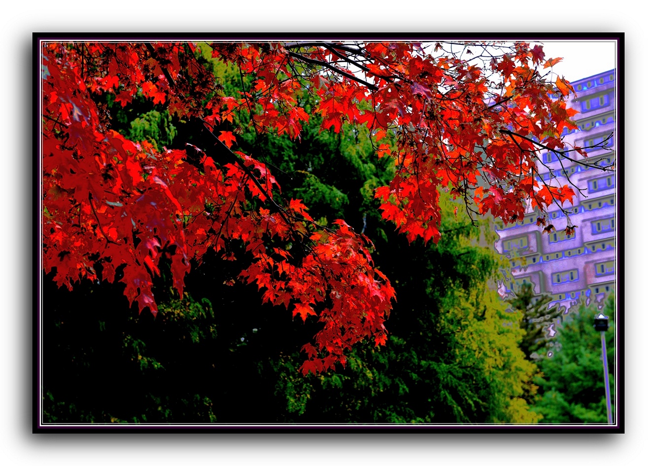 DSC_2706.jpg