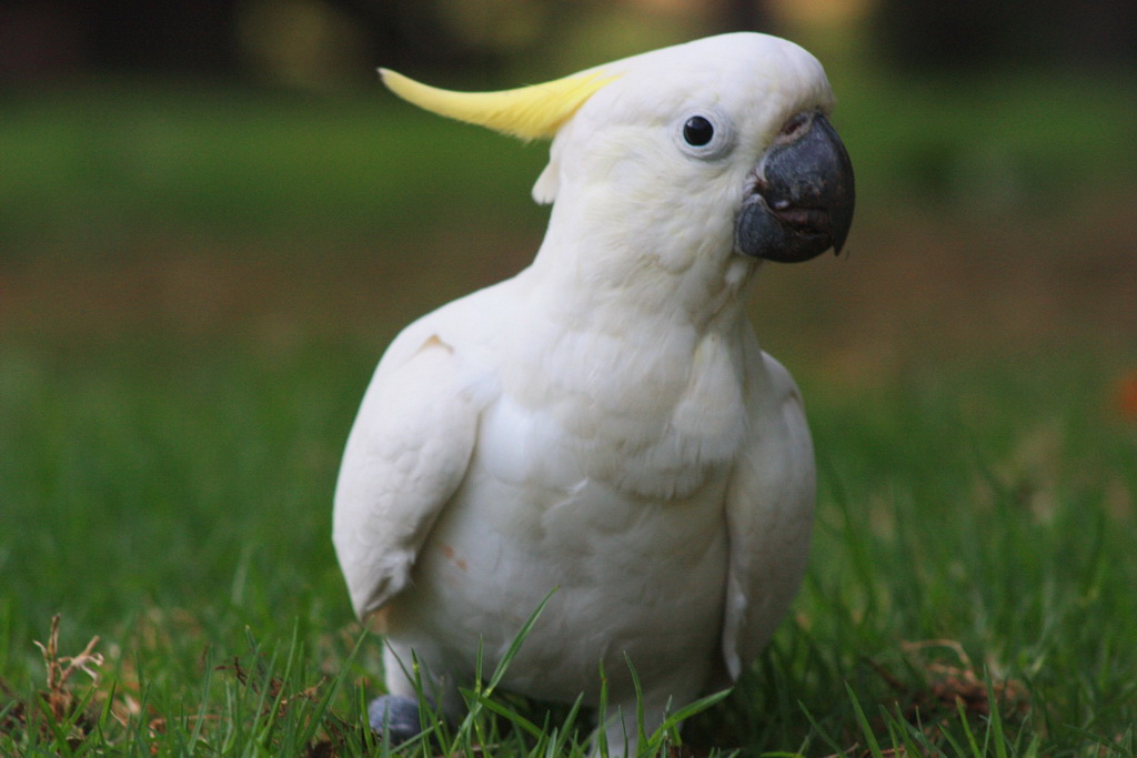 cockatoos1.jpg