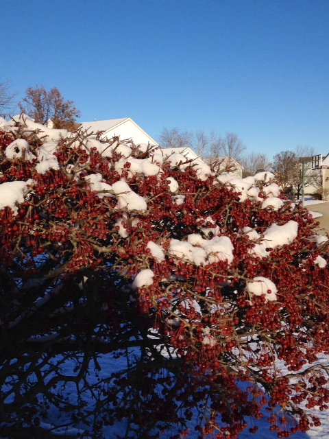 snow8.jpg