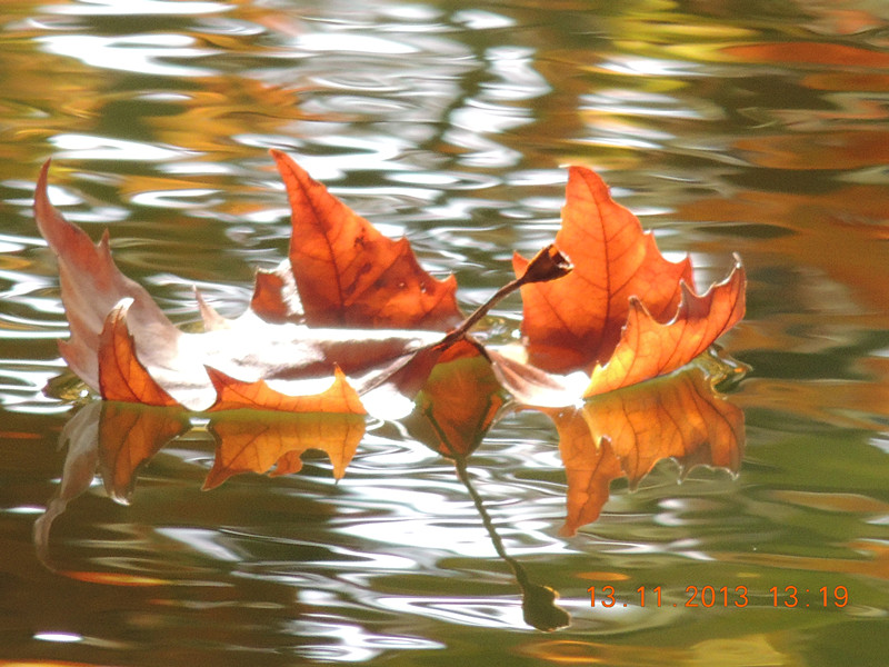 Golden gate park 961_.jpg