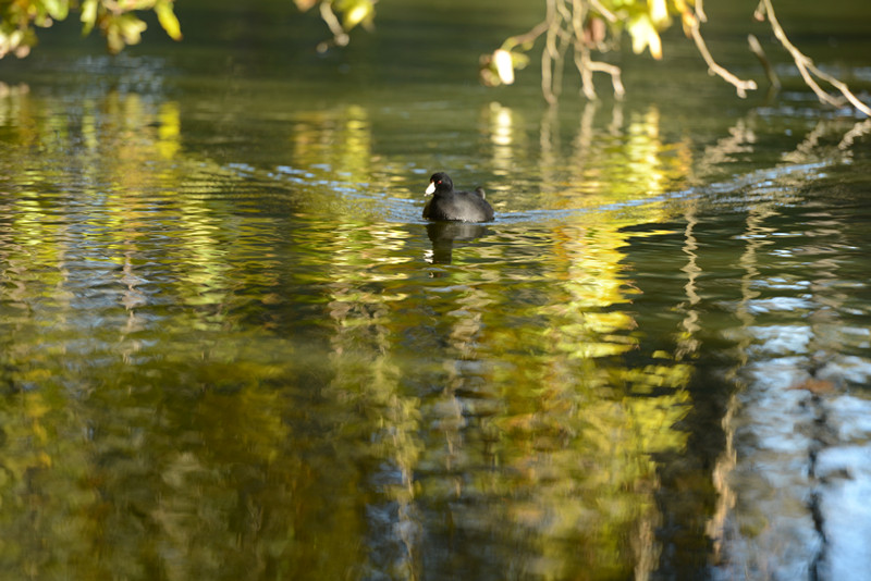 Golden gate park 467_.jpg