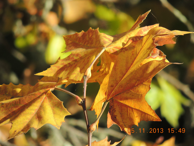 Golden gate park 729_.jpg