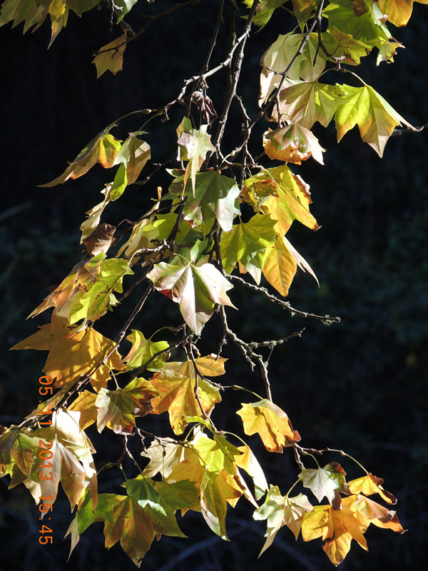 Golden gate park 719_.jpg