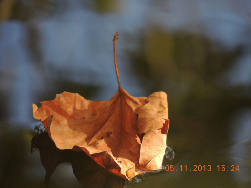 Golden gate park 658_.jpg