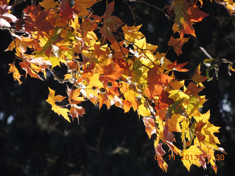 Golden gate park 822_.jpg